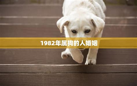 1982年属狗人的婚姻|82年属狗人一生三次婚姻，是真的吗